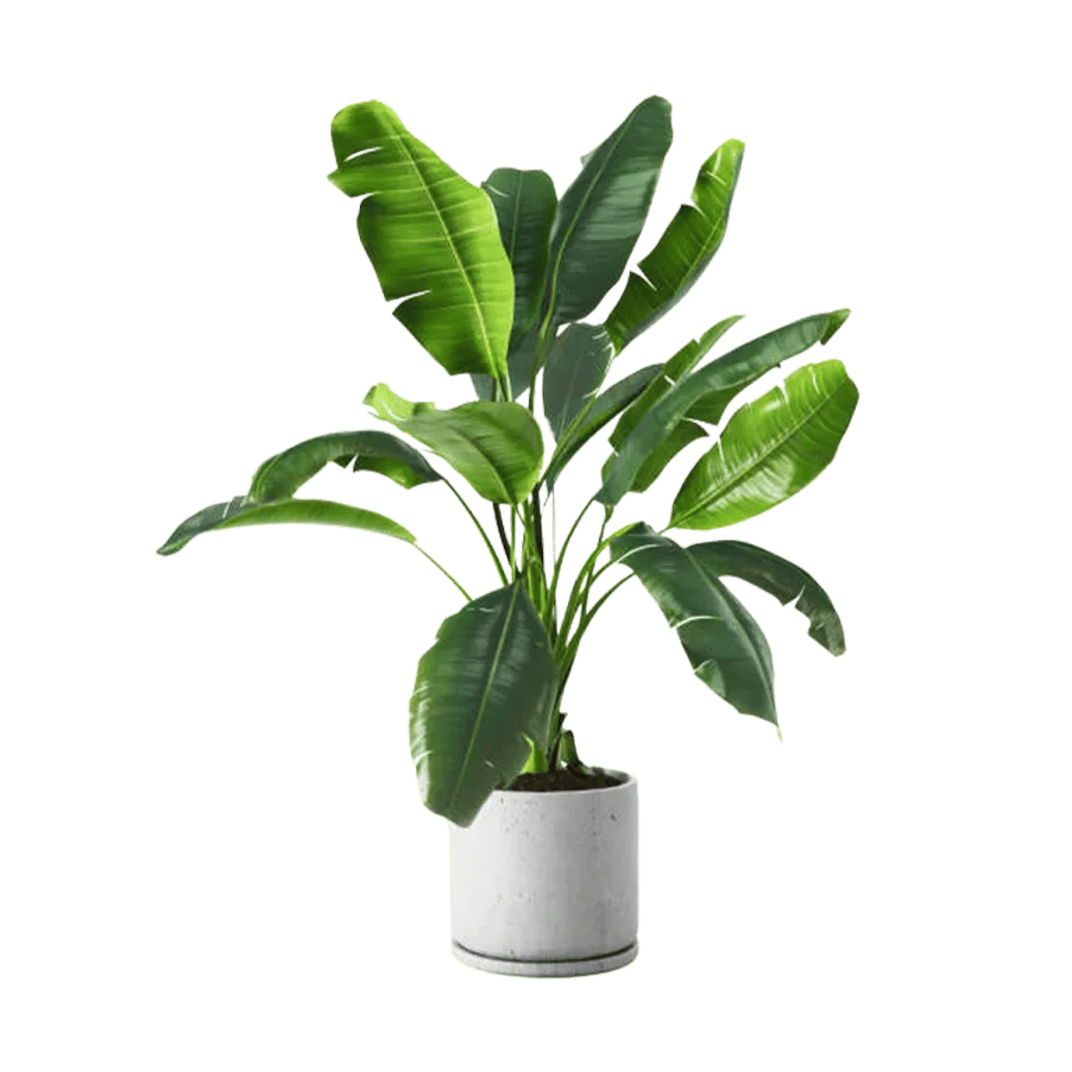 Dwarf Banana Plant