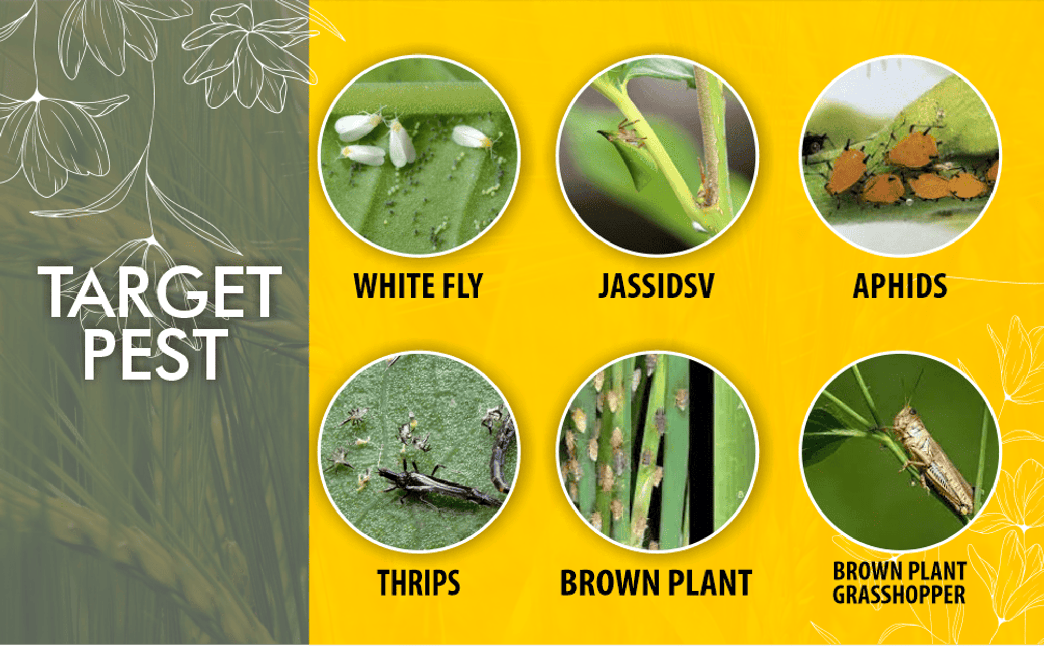 Katyayani Apocalypse Dinotefuran 20% sg