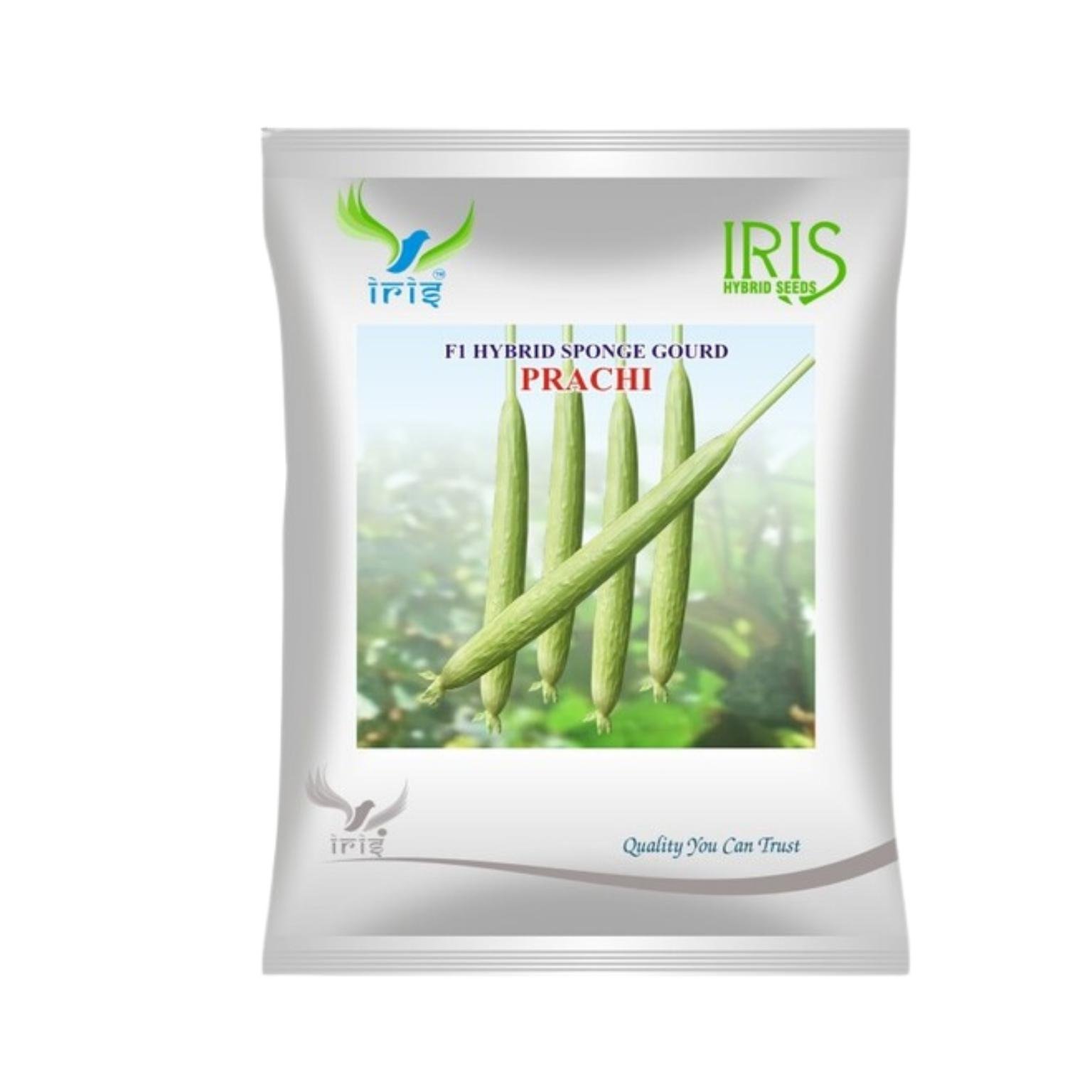 Iris Hybrid Sponge Gourd Prachi Vegetable Seeds