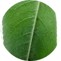 Mites