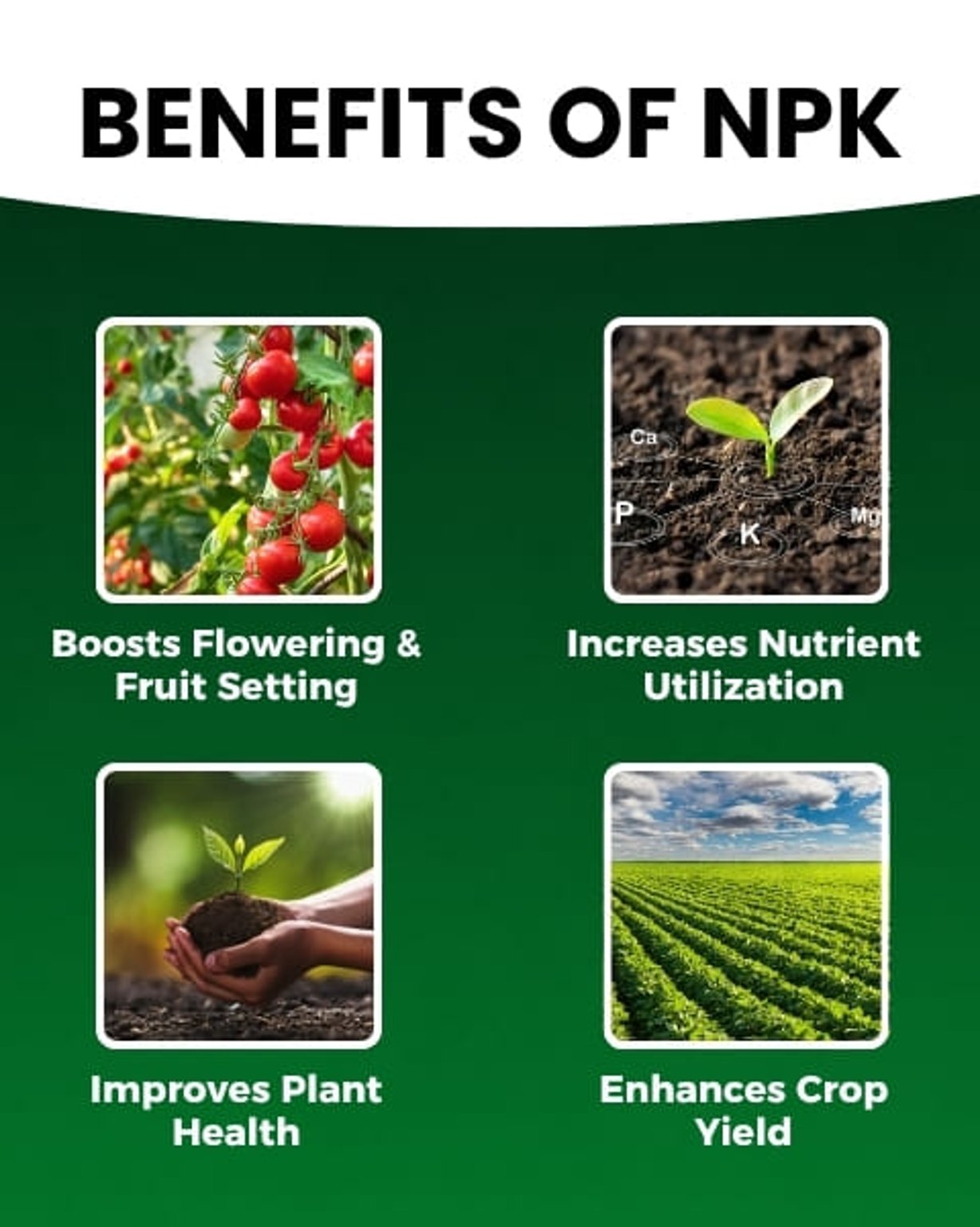 Katyayani Organics NPK 00:52:34 Fertilizer