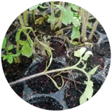Damping Off/ Seedling Blight