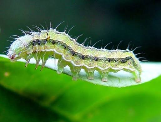 Bollworm