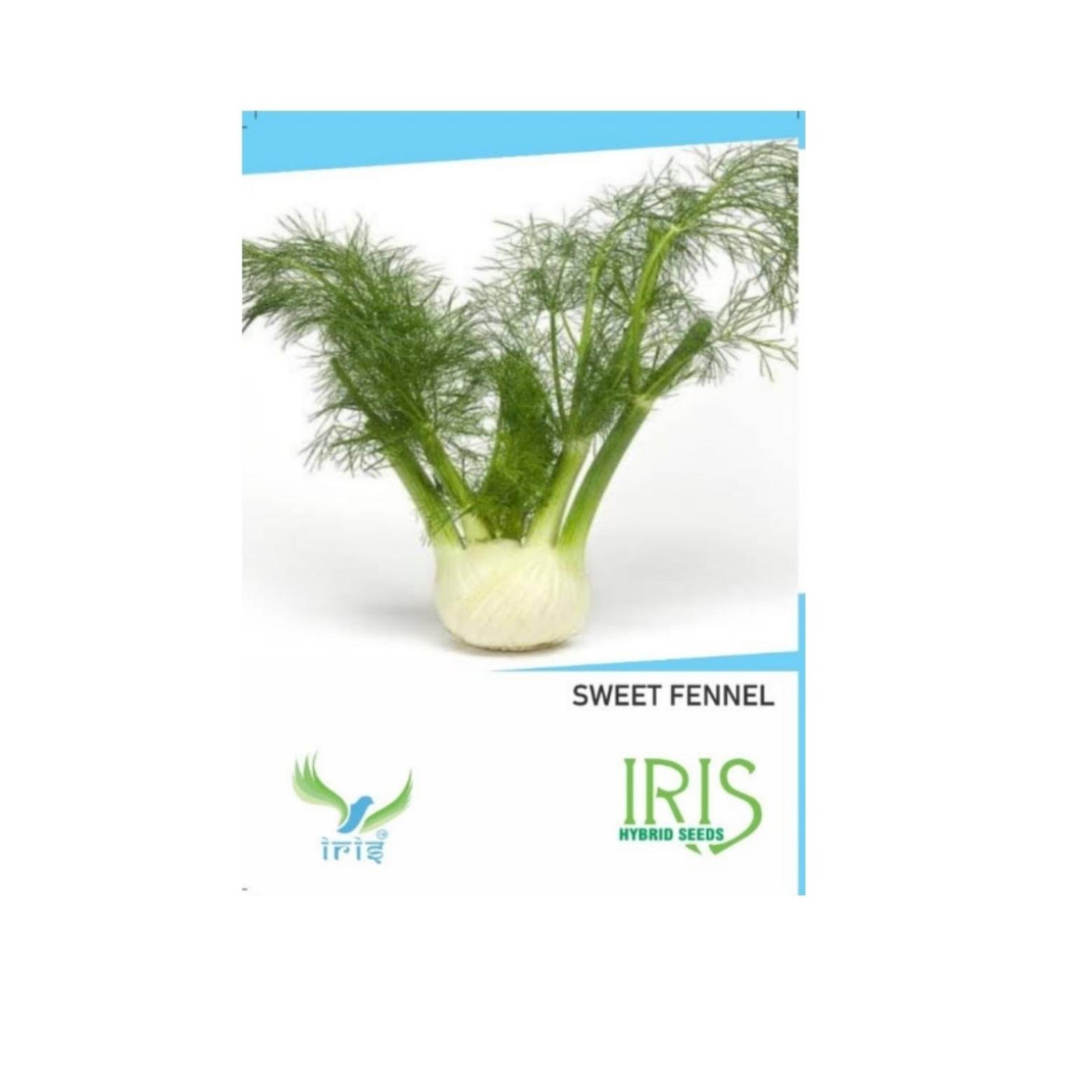 Iris Hybrid Sweet Fennel Herb Seeds