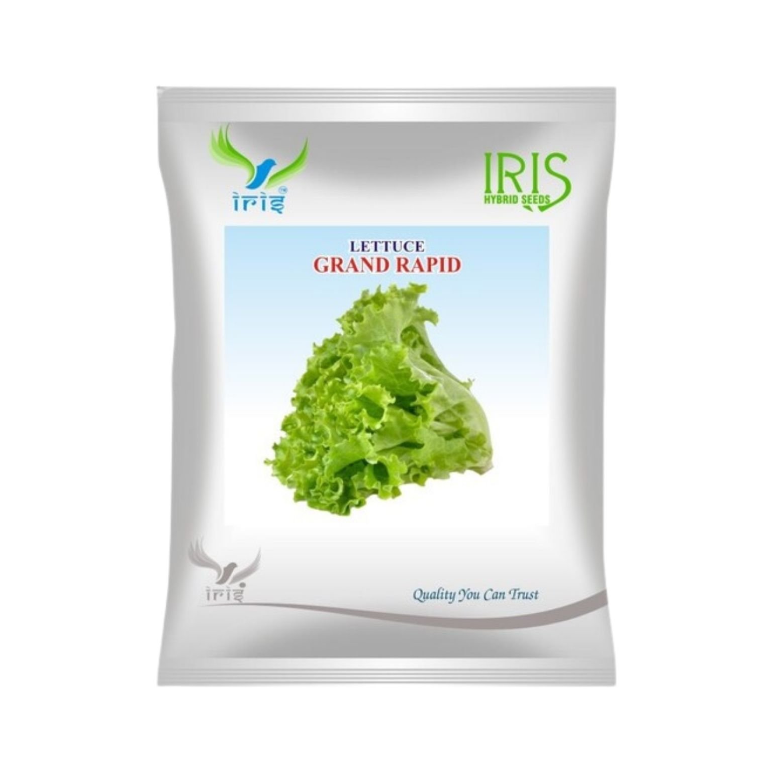 Iris Hybrid Lettuce Grand Rapid Vegetable Seeds 10 GM