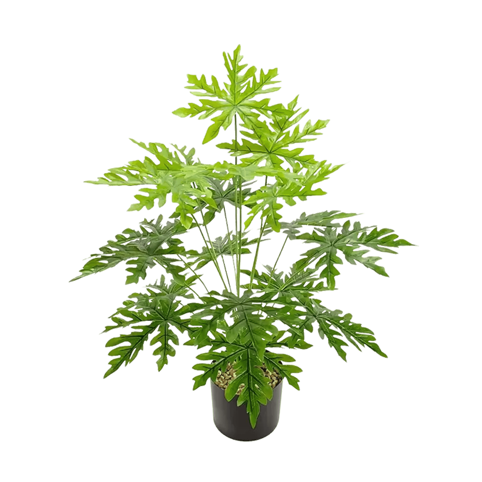 Dwarf Taiwan Papaya Plant