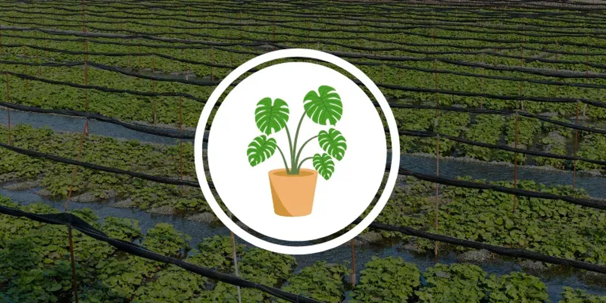 POTTING SOIL