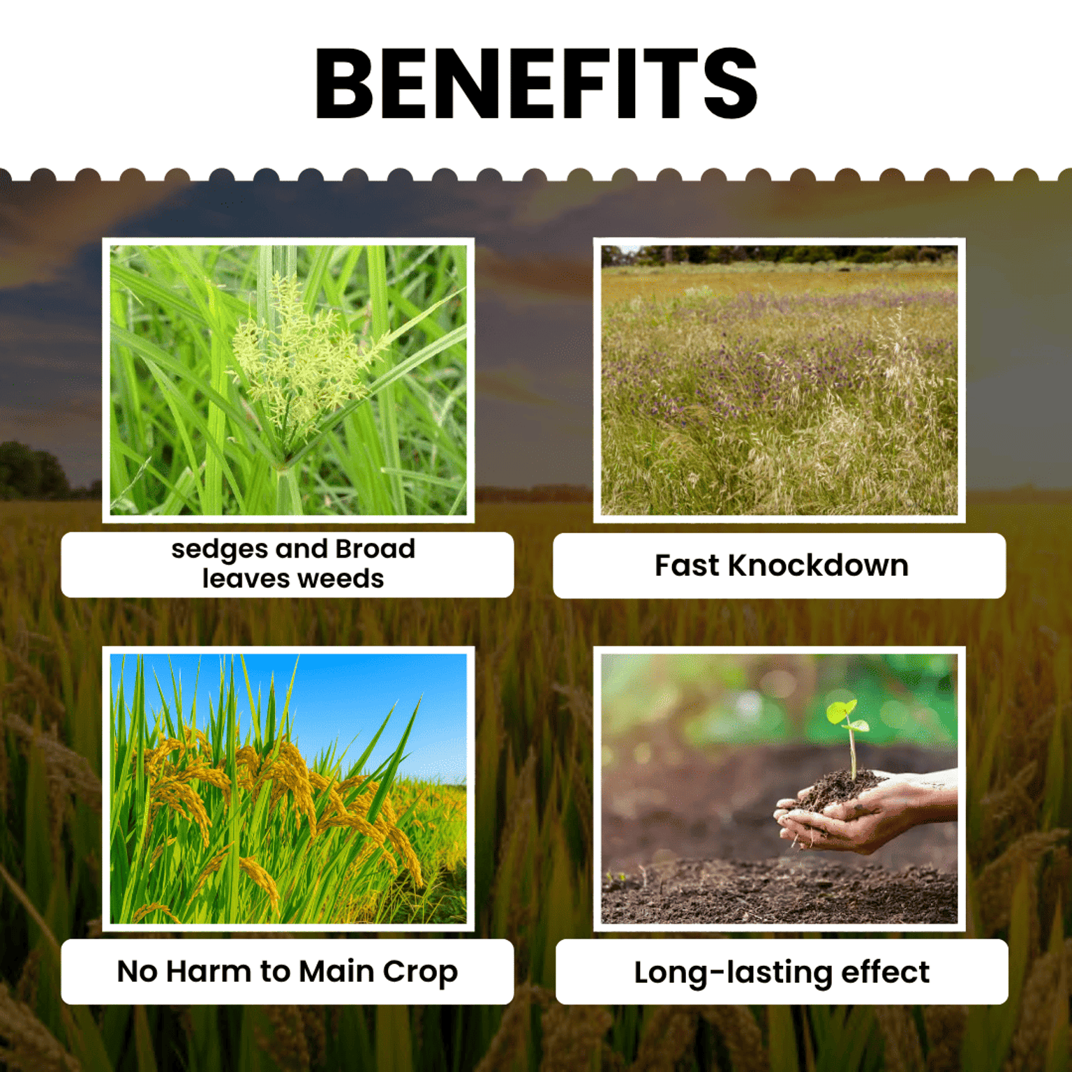 Katyayani Garuda Bispyribac Sodium 10% SC Chemical Herbicide