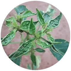 Thrips