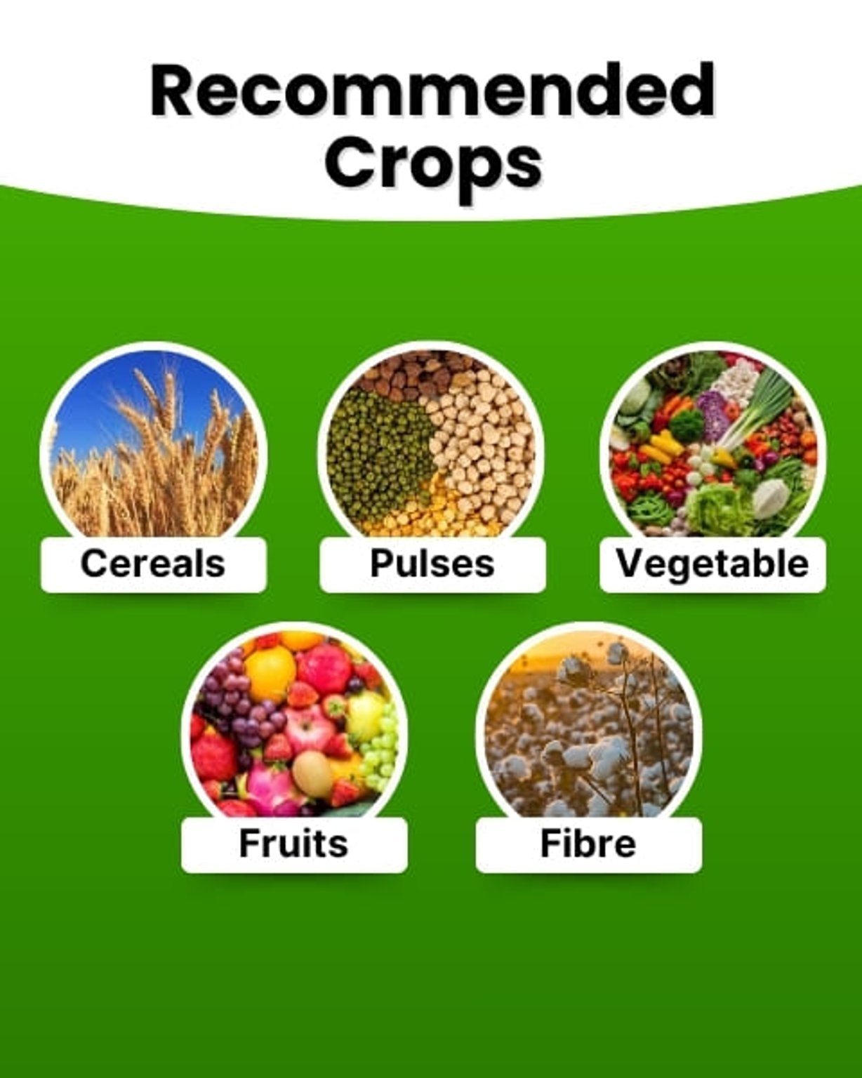 Katyayani NPK 19:19:19 | Water Soluble Fertilizer