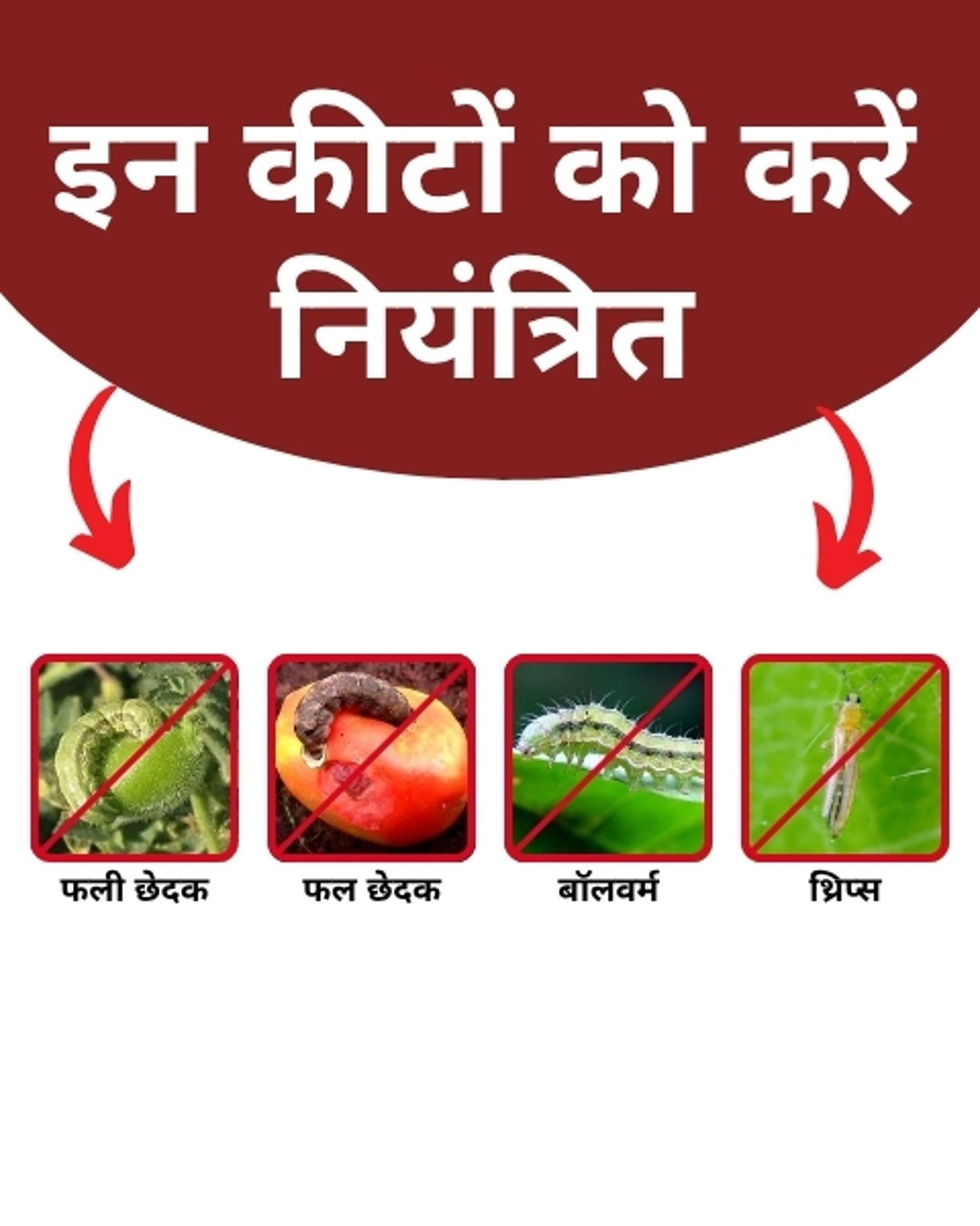 Katyayani EMA 5 | Emamectin Benzoate 5 SG | Chemical Insecticide