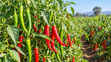 Green and red chilli cultivation in an Indian agricultural field