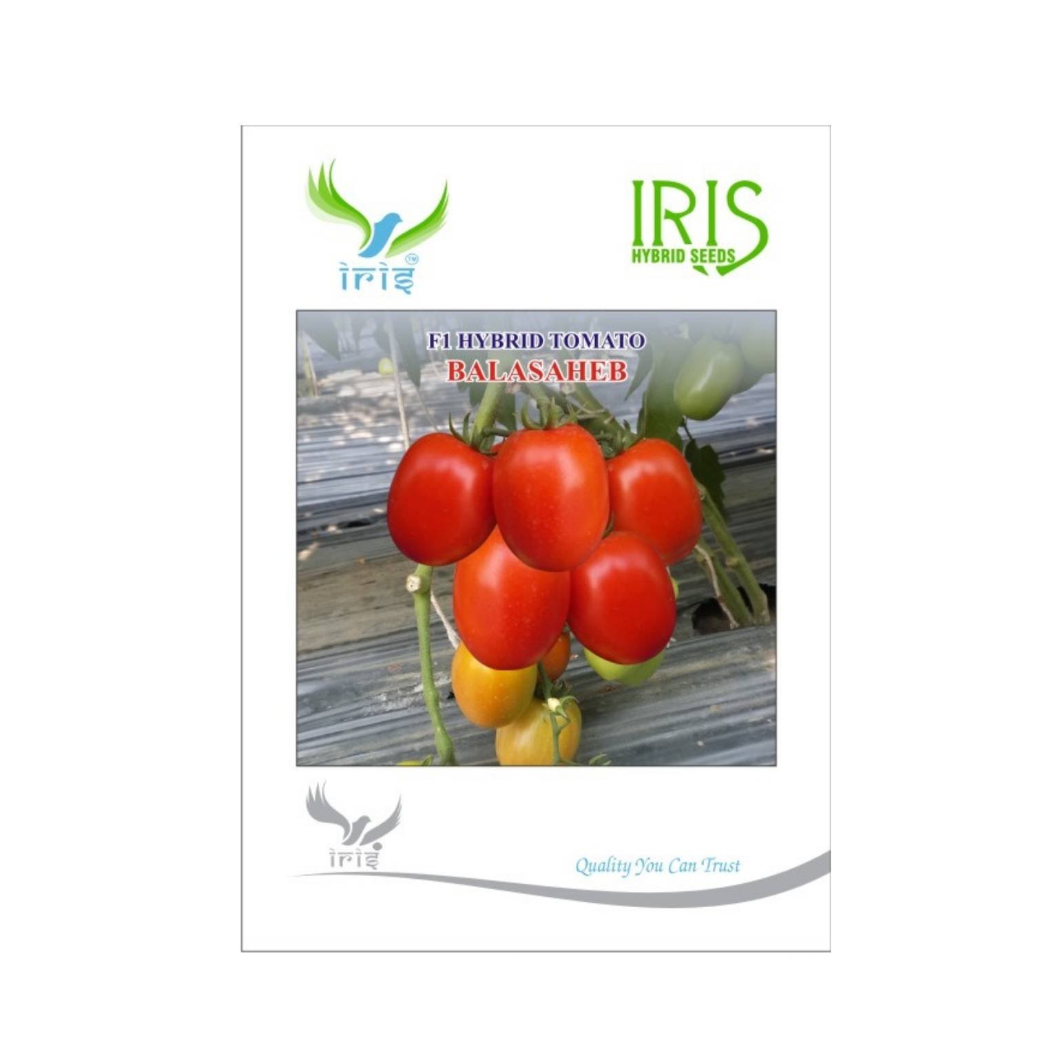 Iris Hybrid Tomato Balasaheb Vegetable Seeds