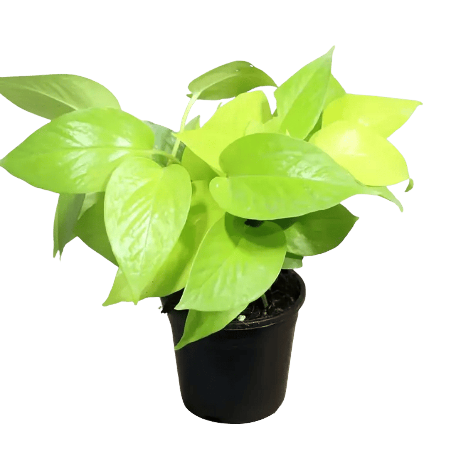 Golden Money Plant