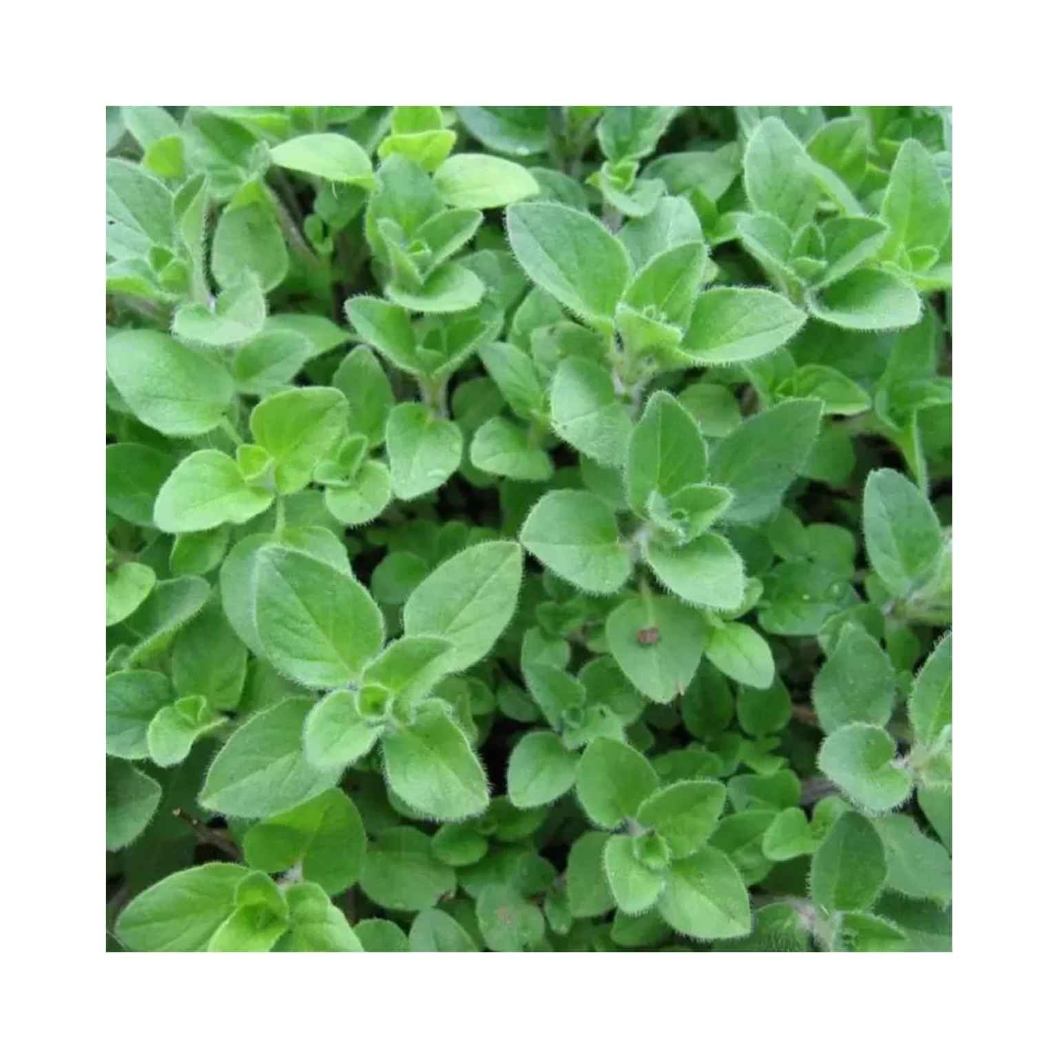 Iris Hybrid Oregano Herb Seeds