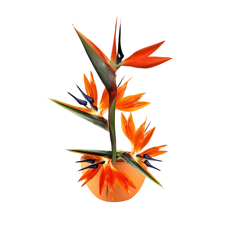 Bird of paradise Crane flower plant
