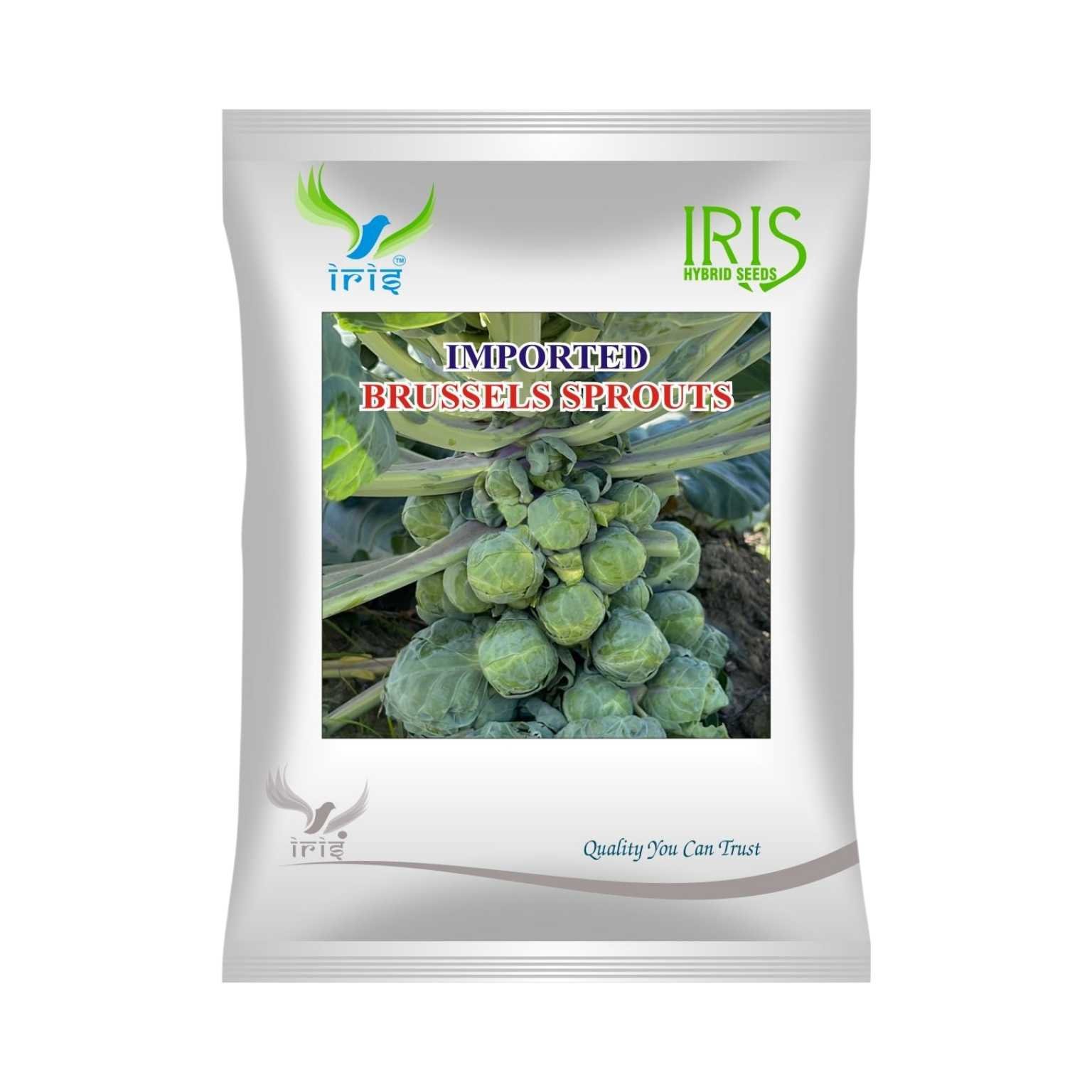 Iris Hybrid Brussel Sprout Vegetable Seeds