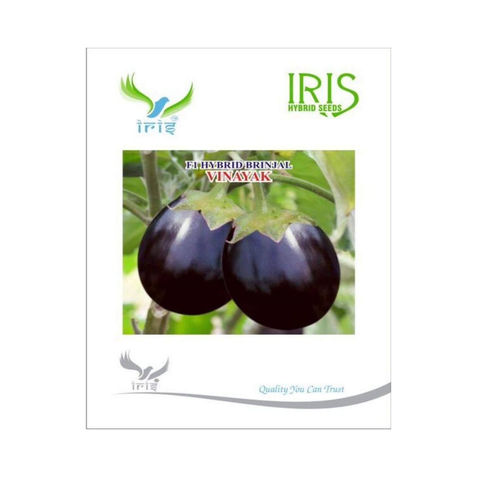 Iris Hybrid Brinjal Vinayak Vegetable Seeds