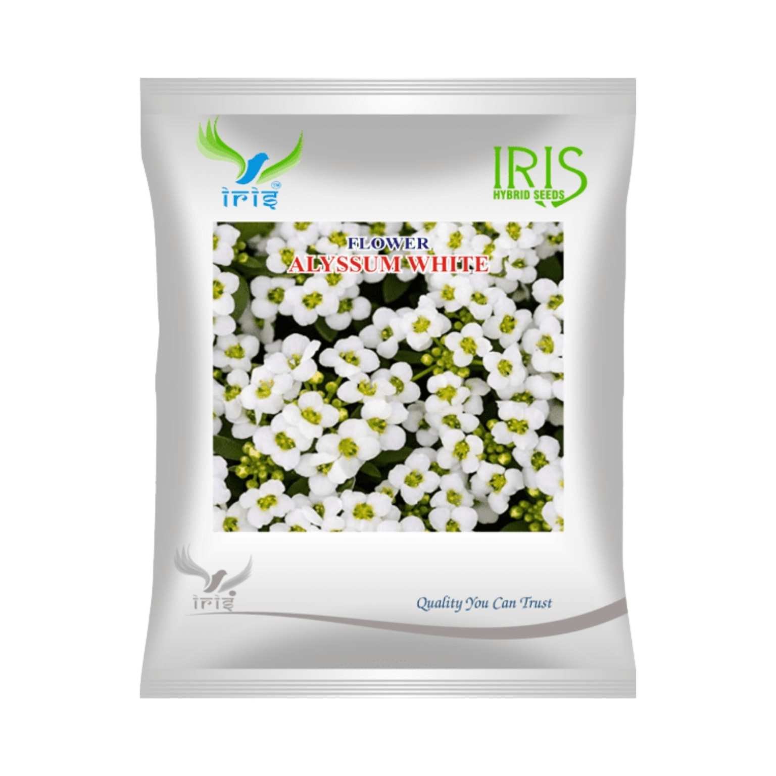 Iris Hybrid Alyssum White Flower Seeds (300 seeds)
