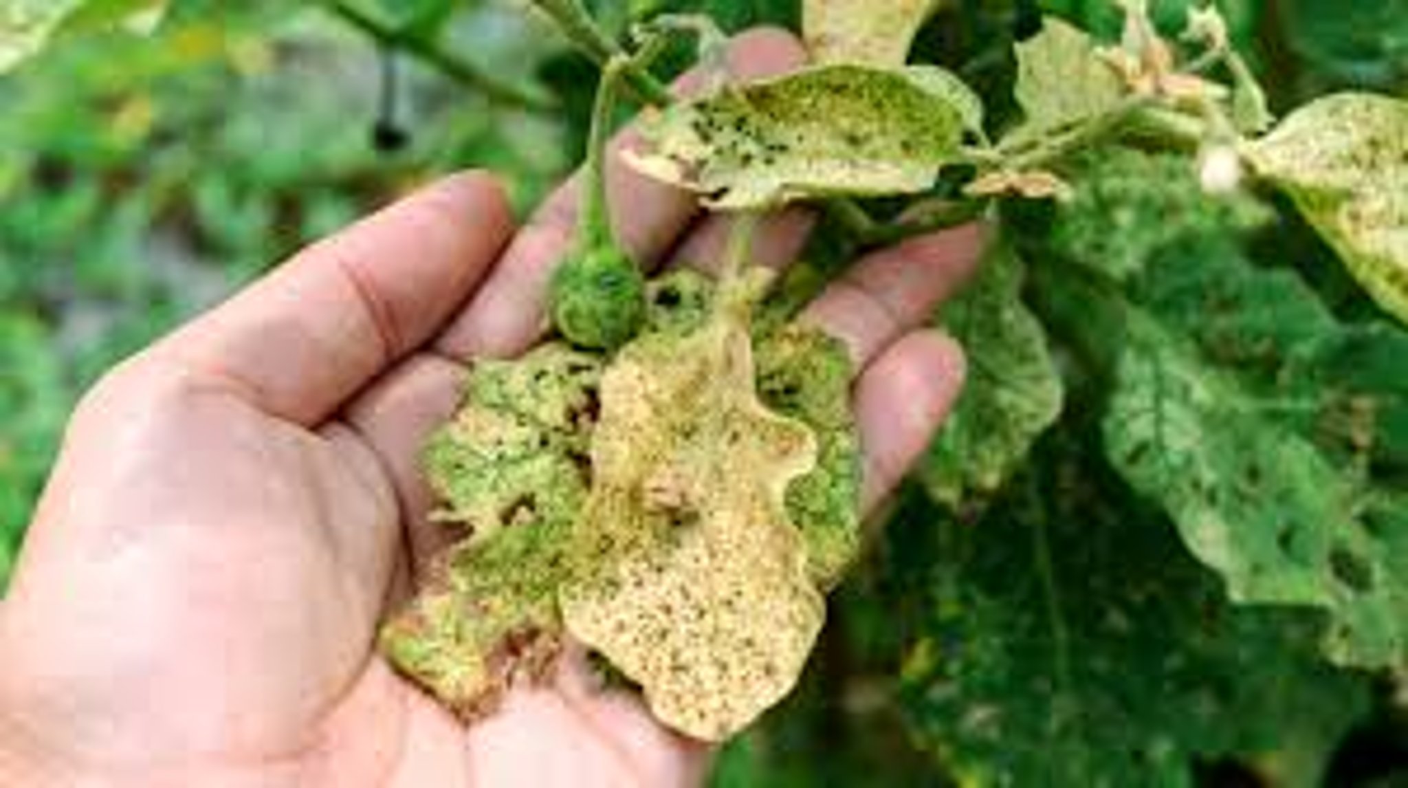 बैंगन की फसल में कीड़े लग रहे