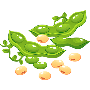 Soybean