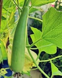 Bottle Gourd