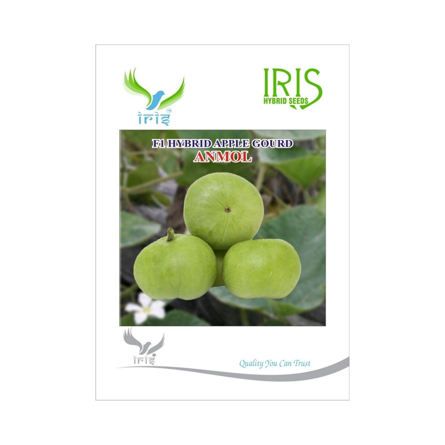 Iris Hybrid Apple Gourd Vegetable Seeds