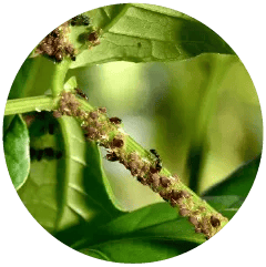 Aphids