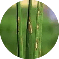 Rice Blast Disease