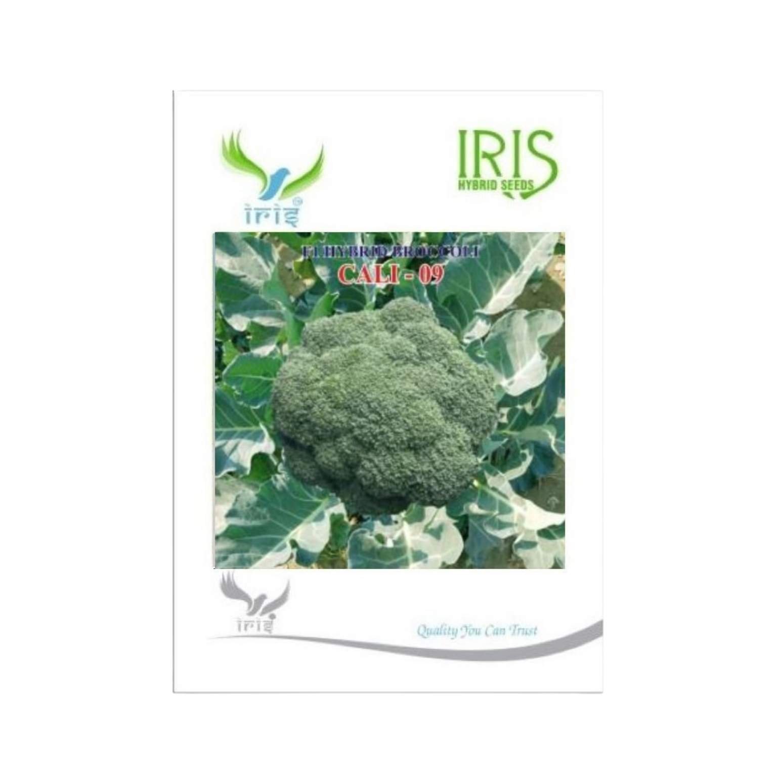 Iris Hybrid Broccoli Cali 09 Vegetable Seeds