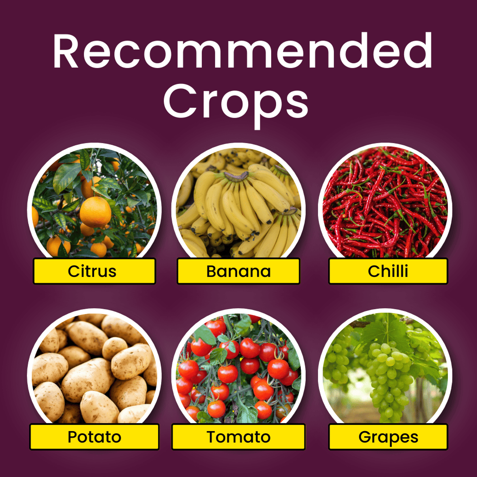 Katyayani COC 50 Copper Oxychloride 50% WP