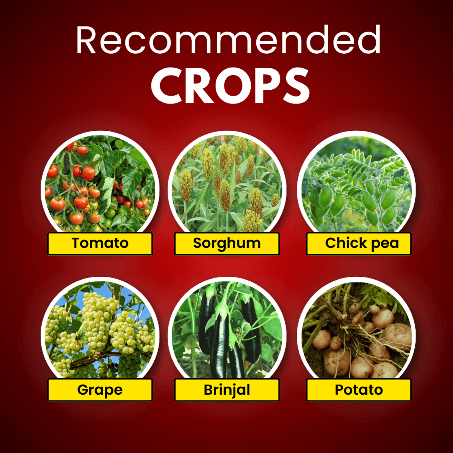 Katyayani Nema Cure Paecilomyces Lilacinus Liquid Bio Nematicide