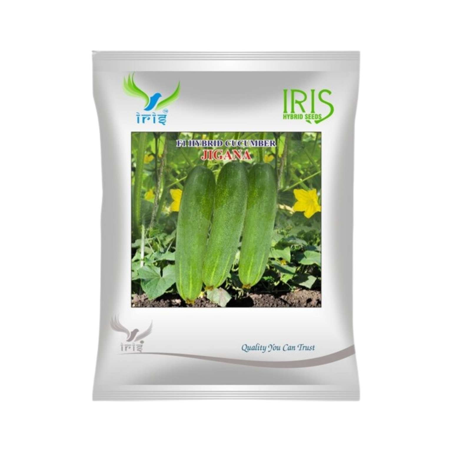 Iris Hybrid Cucumber Jigana Vegetable Seeds