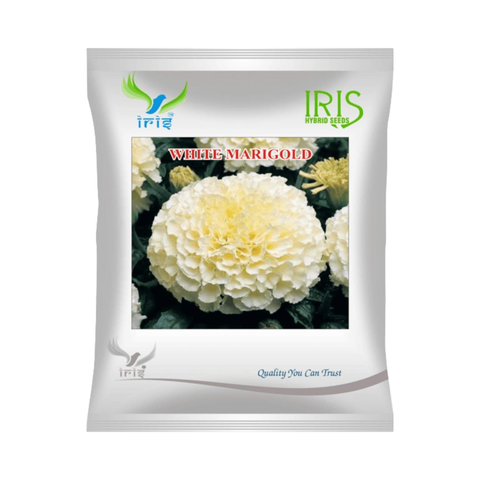 Iris Hybrid  Marigold White Flower Seeds