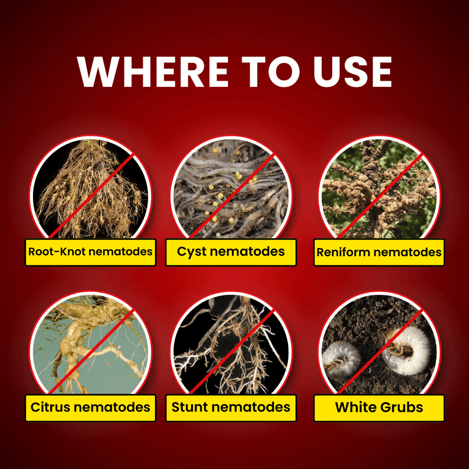 Katyayani Nema Cure Paecilomyces Lilacinus Liquid Bio Nematicide