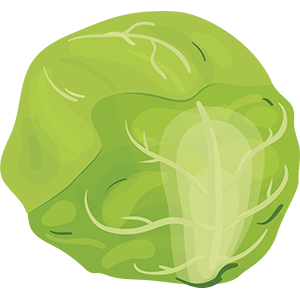 Cabbage