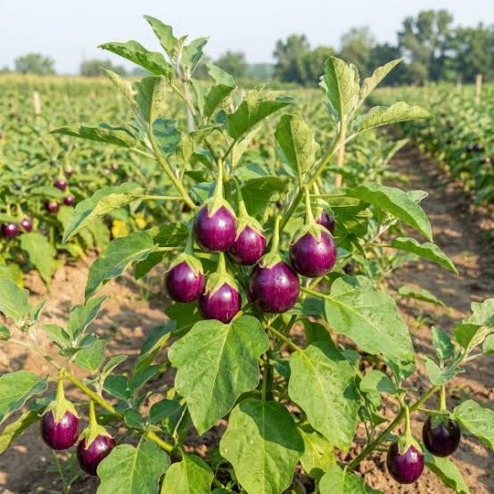 Brinjal