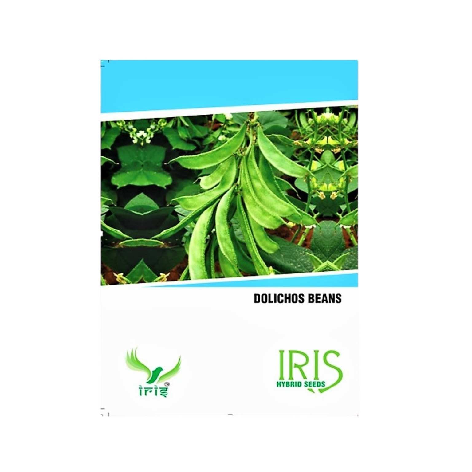 Iris Hybrid  Dolichos Beans Vegetable Seeds
