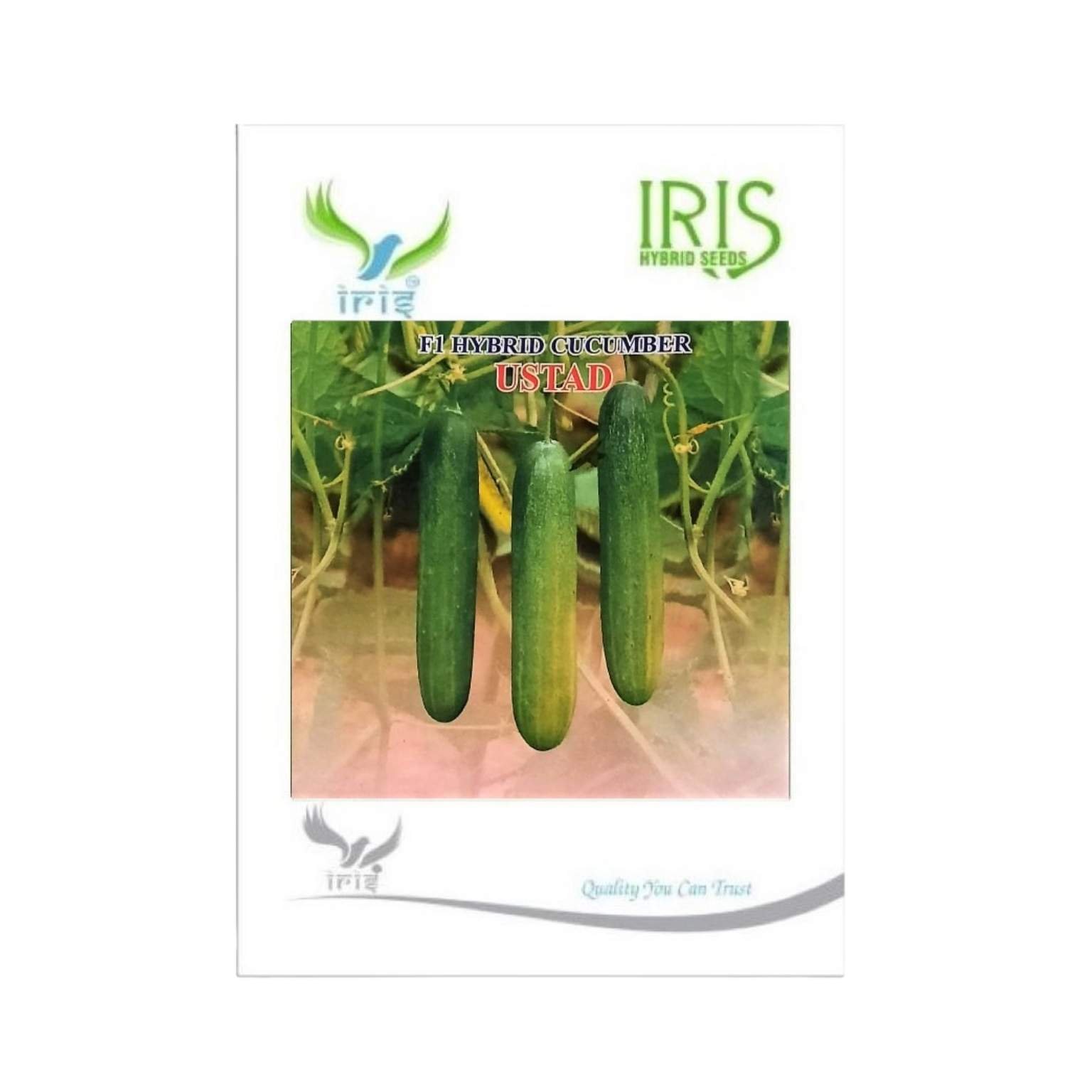Iris Hybrid Cucumber Ustad Vegetable Seeds