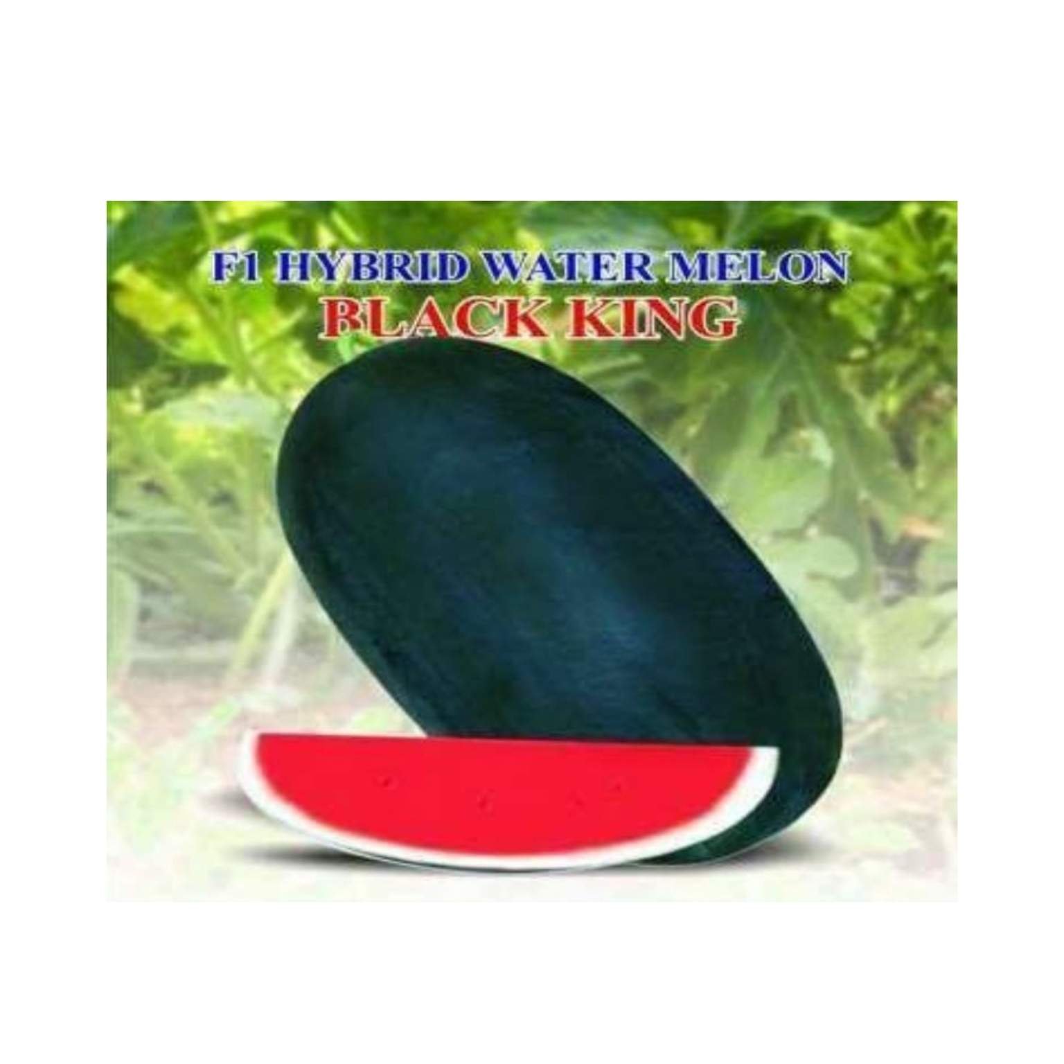 Iris Hybrid Watermelon Black King Fruit Seeds