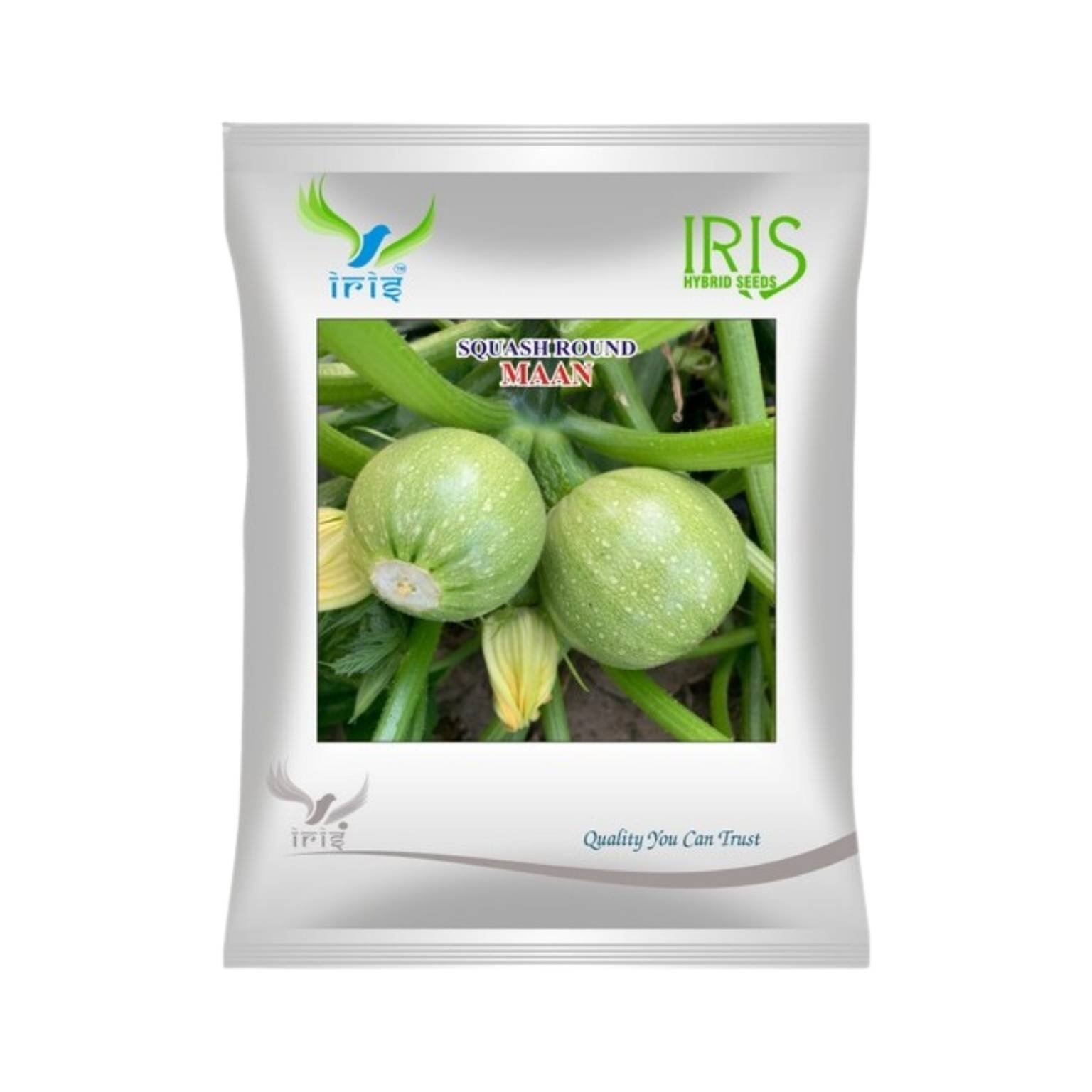Iris Hybrid Squash Maan Vegetable Seeds