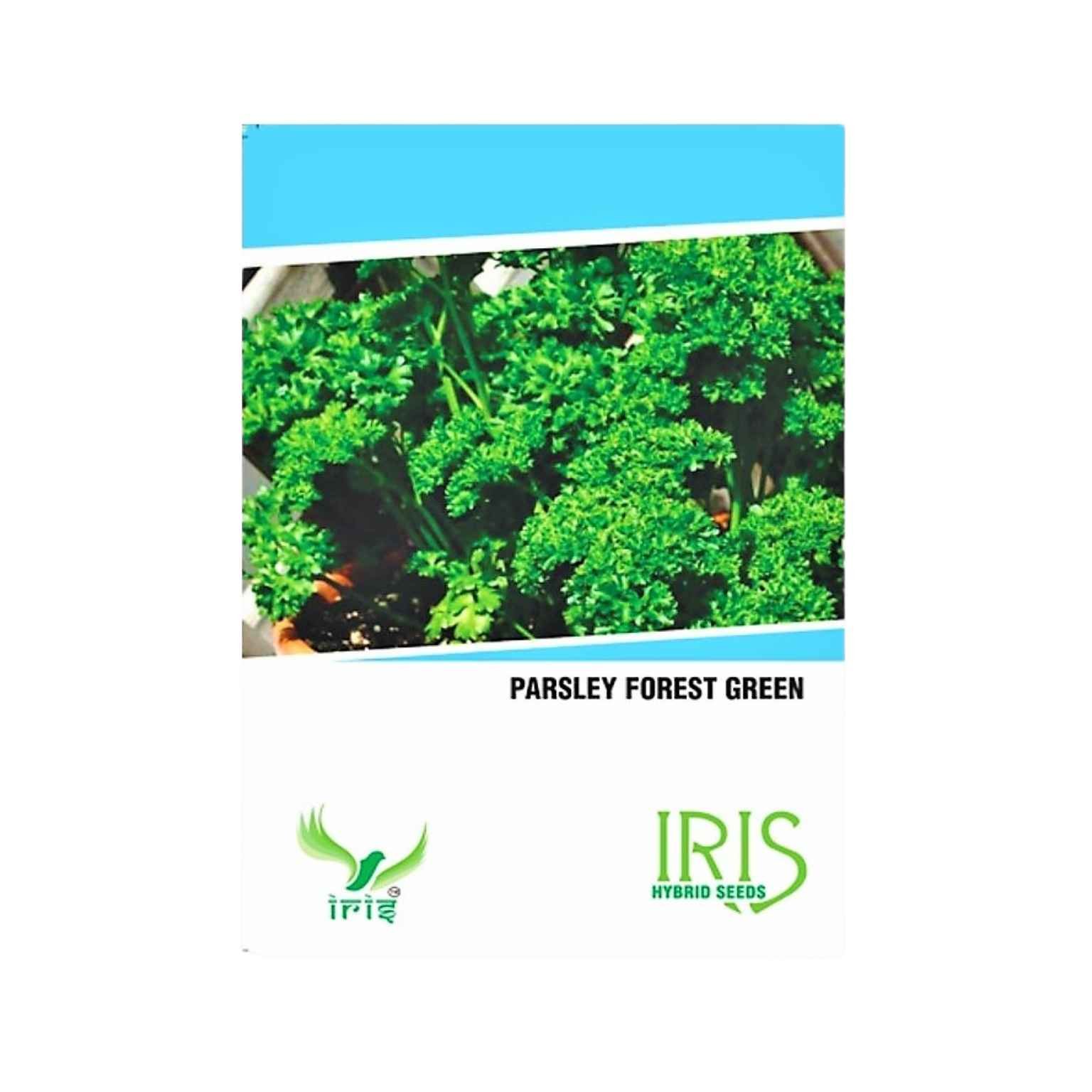 Iris Hybrid Parsley Herb  Seeds