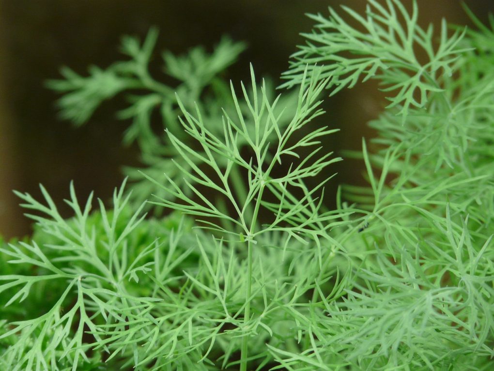 dill, cucumber, aromatic plant-8104.jpg