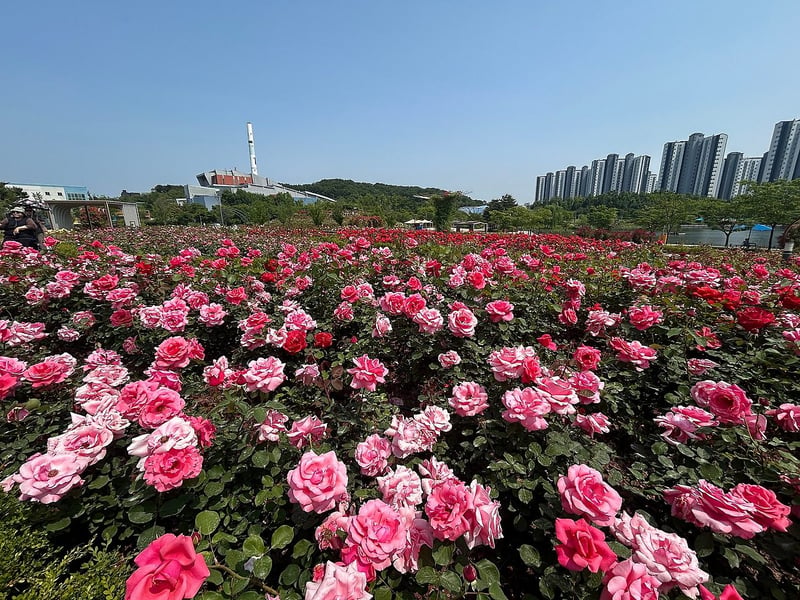 장미꽃 만개한 김포한강신도시 호수공원, 시민 발길 이어져