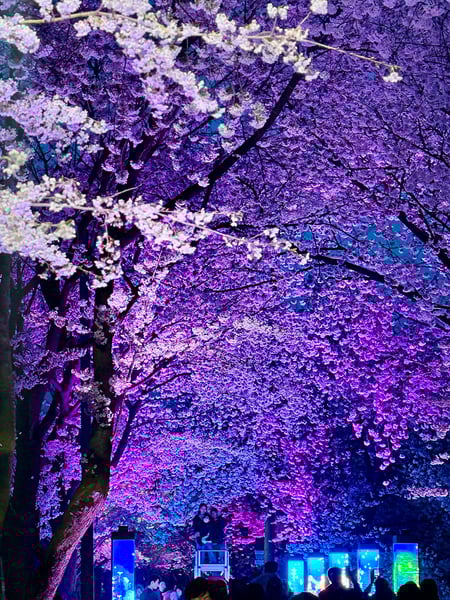 “벚꽃은 김포” 외치게 한 인생숏… 환상의 밤 펼쳐진 ‘2026 김포 벚꽃축제’