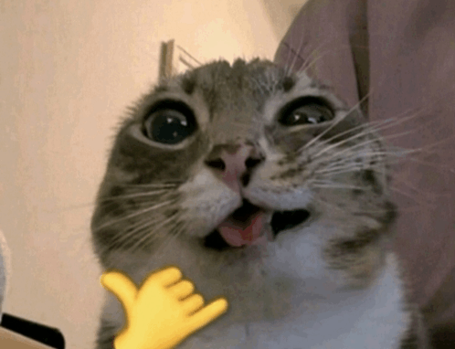 cat.gif
