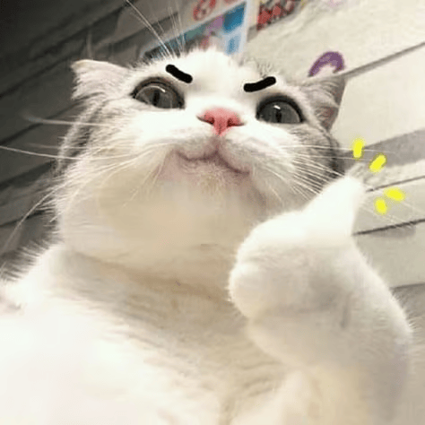 cat.png