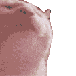 cat-cat-meme.gif