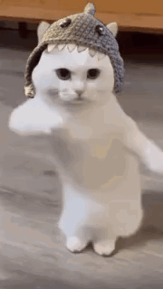 cute-cats-dancing.gif