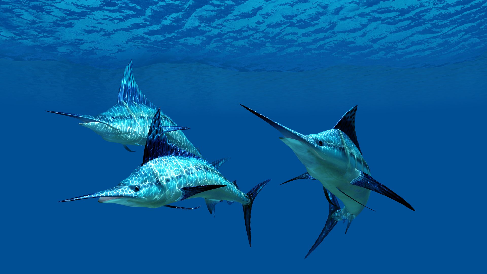 Blauer Marlin